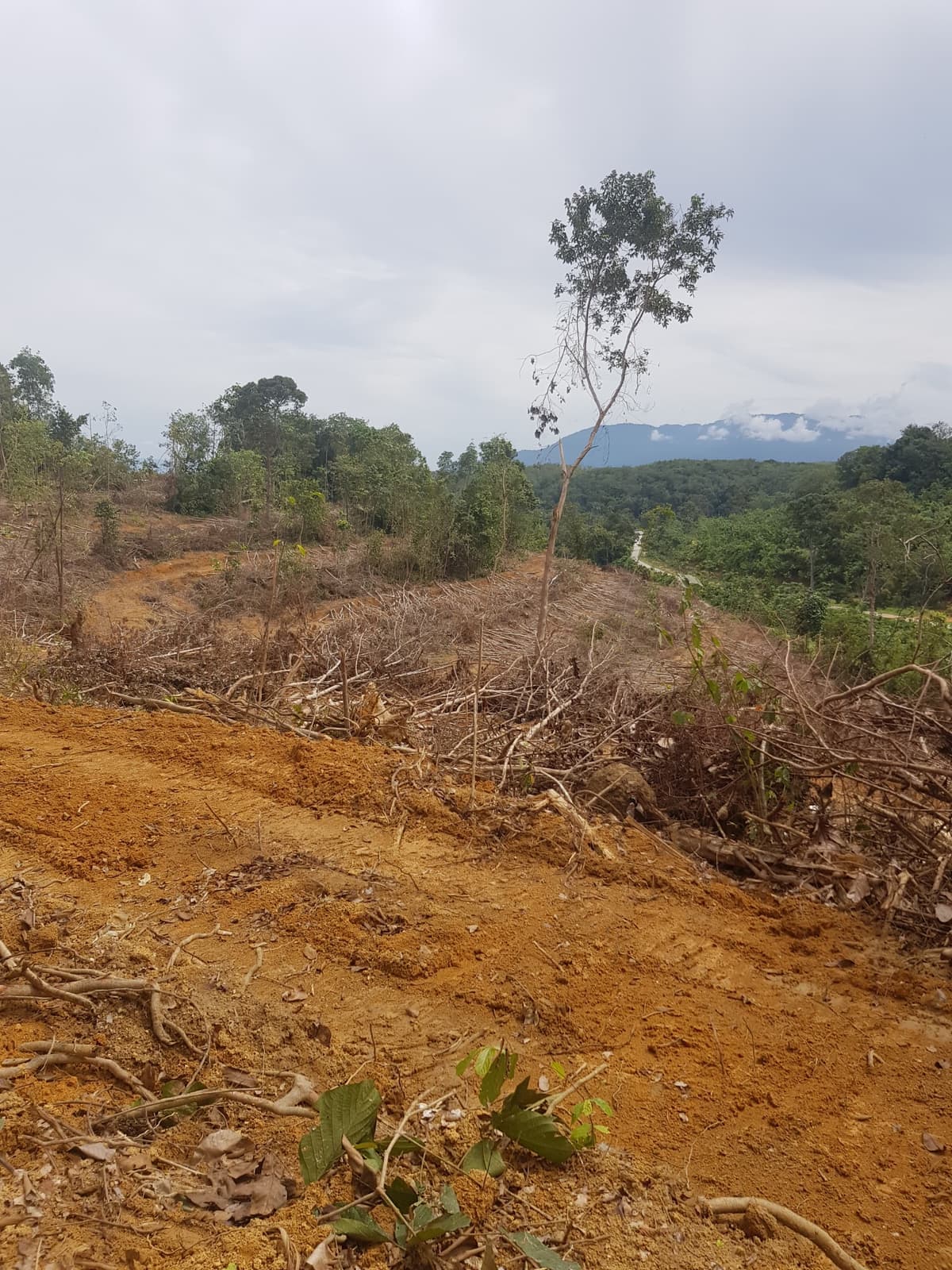 Kerja tanah membuka kawasan berbukit untuk kegunaan pertanian