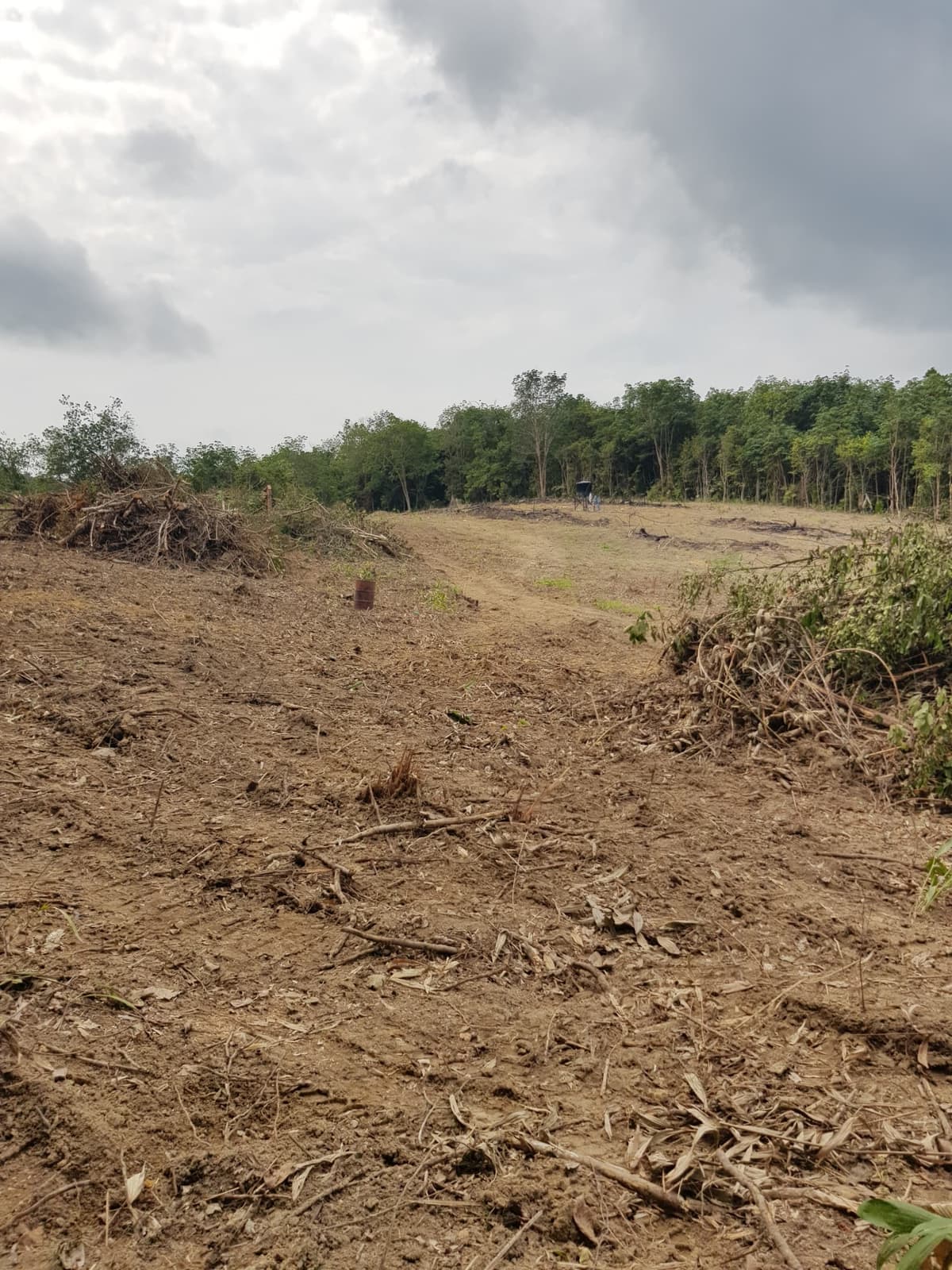 Kawasan kebun yang telah dibuka dan disiapkan untuk kerja tanam semula